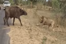 Video: Đối đầu chúa sơn lâm, trâu rừng phải trả giá bằng mạng sống