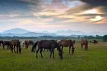 Trại ngựa đẹp như thảo nguyên Mông Cổ ở Thái Nguyên