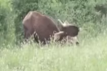 Video : Rình hổ dữ săn trâu rừng và cái kết