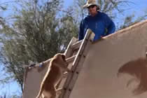 Video: Chó biết leo thang lên mái nhà