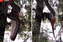 Trăn 3m từ từ nuốt trọn chồn khi treo ngược trên cây
