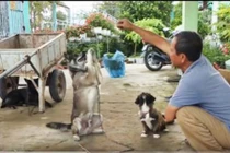Video: Thật như đùa ở miền Tây: Chó biết lạy, xin tiền và làm toán!
