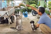 Video: Thật như đùa ở miền Tây: Chó biết lạy, xin tiền và làm toán!