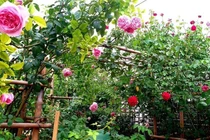 Giọng hát của vợ anh hàng xóm khiến tôi mê mẩn