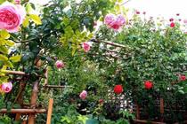 Giọng hát của vợ anh hàng xóm khiến tôi mê mẩn