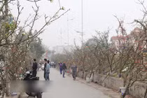 Video: Hết Tết, lê rừng cổ thụ giá chục triệu vẫn hút khách ở Thủ đô