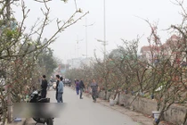 Video: Hết Tết, lê rừng cổ thụ giá chục triệu vẫn hút khách ở Thủ đô