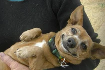 12 sự thật về loài chó có thể bạn chưa biết 