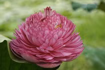 Săn lùng sen nghìn cánh giá cả triệu