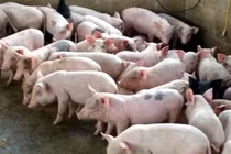 Bỏ việc ngàn USD đi nuôi lợn, ngay năm đầu thắng lớn 1,7 tỷ đồng