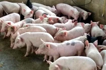 Bỏ việc ngàn USD đi nuôi lợn, ngay năm đầu thắng lớn 1,7 tỷ đồng