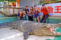 Cá sấu lớn nhất ở châu Á bị khách TQ ném chảy máu 
