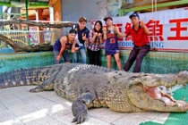 Cá sấu lớn nhất ở châu Á bị khách TQ ném chảy máu 