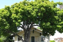 Trồng cây phải tuân theo nguyên tắc này kẻo ảnh hưởng đến vận may