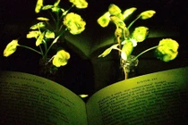 Biến cải xoong thành... đèn bàn đọc sách