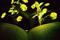 Biến cải xoong thành... đèn bàn đọc sách