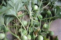 Quả dại bé bằng quả trứng cút, giúp nông dân tăng cao thu nhập