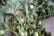 Quả dại bé bằng quả trứng cút, giúp nông dân tăng cao thu nhập