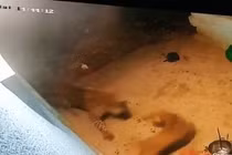 Video: Chó nằm ngủ bị báo hoa mai lao như cắt tới cắn cổ lôi đi