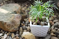 Có cây này trước cửa nhà sự nghiệp luôn thăng tiến