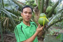 Quả dừa lạ chưa từng thấy, giá cao ngất ngưởng vẫn cháy hàng