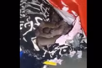 Video: Hậu nghỉ Tết, sinh viên tá hỏa phát hiện chuột đẻ con trong tủ quần áo