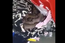 Video: Hậu nghỉ Tết, sinh viên tá hỏa phát hiện chuột đẻ con trong tủ quần áo