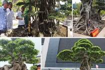 Giỏ lan như rau muống giá 5 tỷ và những thương vụ dậy sóng 