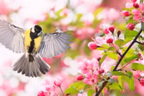 Năm 2022, con giáp nào được thăng chức, tăng lương, cuộc sống khấm khá?