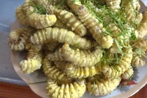 Lạ kỳ sở thích ăn sâu bọ sống, bò lúc nhúc nhìn đã ghê