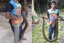 Nam thanh niên bắt rắn hổ mang chúa siêu khủng, dài tới 5m