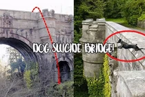 Giải mã cây cầu bí ẩn khiến cho loài chó cứ đi qua là muốn tự tử