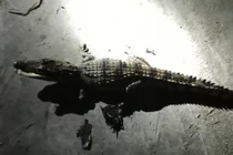 Video: Người dân bắt được cá sấu khi đang câu cá