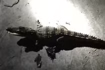 Video: Người dân bắt được cá sấu khi đang câu cá