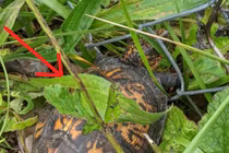 Giải cứu 1 con rùa mắc kẹt, người phụ nữ thấy chỉ muốn bỏ chạy