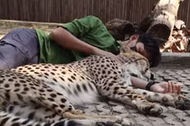 Video: Nhân viên sở thú đàn ông ôm báo săn ngủ ngon lành