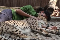 Video: Nhân viên sở thú đàn ông ôm báo săn ngủ ngon lành