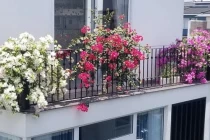 Loại cây trồng ở ban công hút tài lộc, nhà ở càng lâu càng phát tài