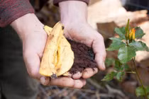 Đem phơi vỏ chuối rồi vùi dưới gốc hồng, 3 ngày sau thấy điều kỳ diệu