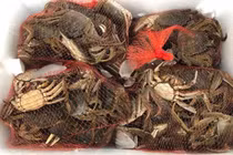 Dân giàu đổ về sông Cầu săn đặc sản trời cho