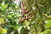 "Cụ cây" nghìn quả quý như vàng 9999 cho thu về hàng chục cây vàng