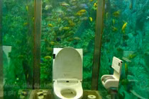 Video: Nhà vệ sinh như thủy cung, khách hàng vào không muốn ra