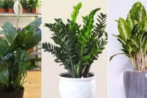 8 loại cây trồng trong nhà hút lộc khí, 2 loại cây tránh xa kẻo mang họa