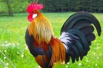 Top con giáp giàu có, tiền vào như nước trong tháng 6/2018