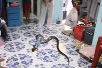 Phát hiện trăn dữ dưới giường ngủ của con nhỏ
