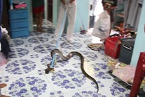 Phát hiện trăn dữ dưới giường ngủ của con nhỏ