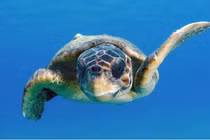 Những con rùa vượt Thái Bình Dương nhờ một "hành lang" bí ẩn