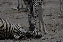 Video: ngựa vằn đực cố gắng lôi bạn tình dậy từ "cõi chết"