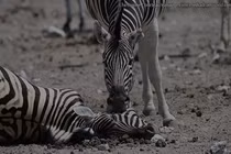 Video: ngựa vằn đực cố gắng lôi bạn tình dậy từ "cõi chết"