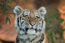 Hổ cái ăn thịt 13 người bị tòa Ấn Độ tuyên án